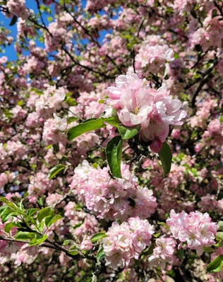 Image of Crab Apple
