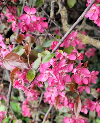 Image of Asiatic Apple