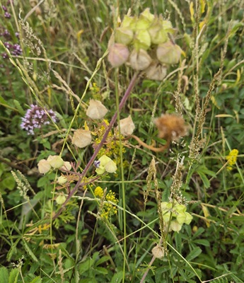 Image of Musk Mallow