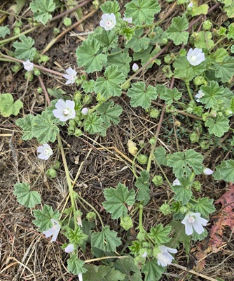 Image of Dwarf Mallow