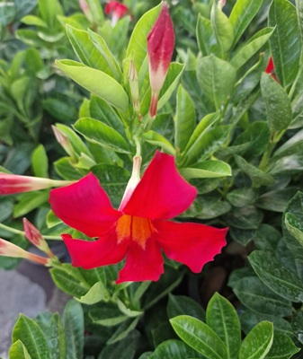 Brazilian Jasmine