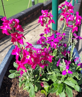 Image of Tenweeks Stock