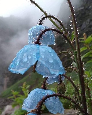Image of Himalayan Blue Poppy