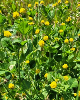 Image of Yellow Trefoil