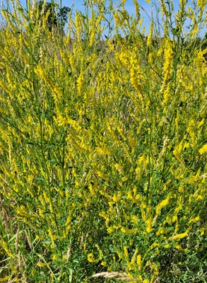 Image of Yellow sweetclover