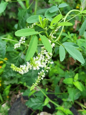 Image of White Sweet clover