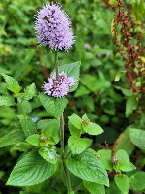 Image of Water Mint