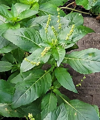 Image of Annual Mercury