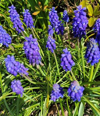 Image of Grape Hyacinth