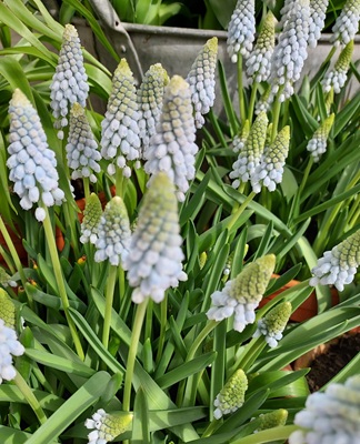 Image of Compact Grape Hyacinth