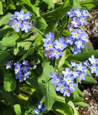 Image of Water Forget-me-not