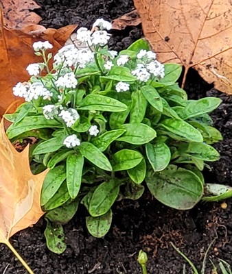 Image of Broadleaf Forget-Me-Not