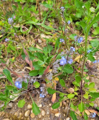 Image of Early Forget-me-not