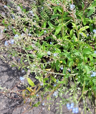 Image of Field Forget-me-not