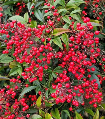 Image of Heavenly Bamboo