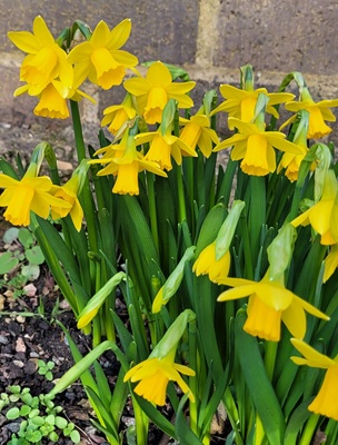 Image of Daffodil