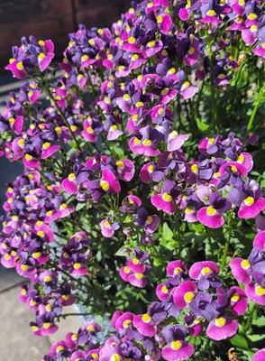 Image of Cape Jewels