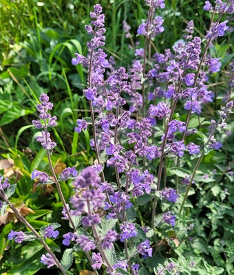 Image of Catmint