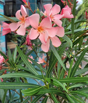 Image of Oleander