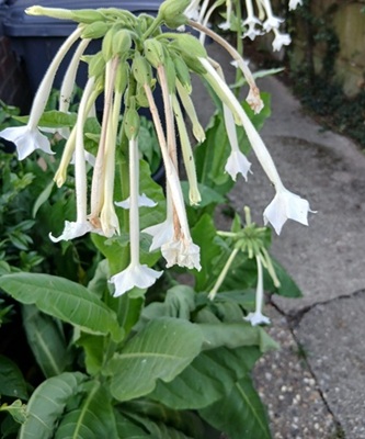 Image of Jasmine Tobacco