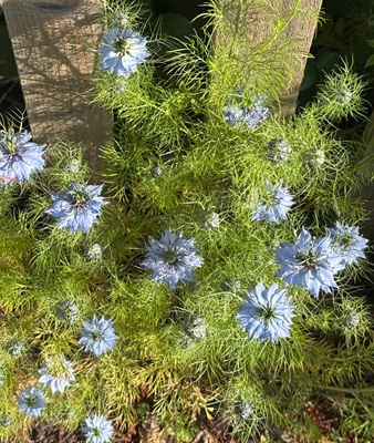 Love-in-a-mist