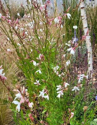 Image of Lindheimer's Beeblossom