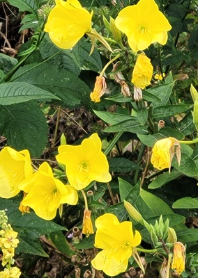 Image of Large Evening Primrose