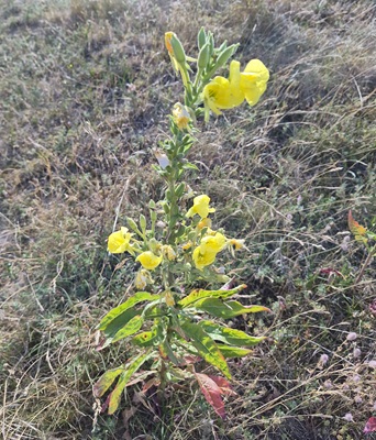 Image of Common Evening-primrose