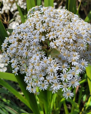 Image of New Zealand Holly