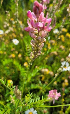 Image of Common Sainfoin