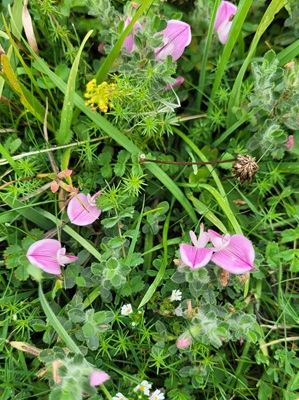 Image of Creeping Restharrow