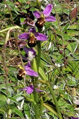 Image of Bee Orchid