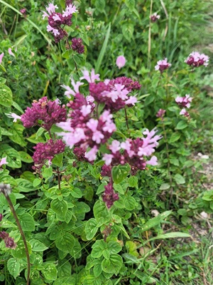 Image of Oregano