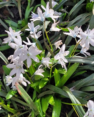 Image of Star-of-Bethlehem