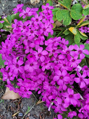 Image of Pink-Sorrel