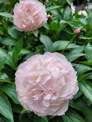 Image of Garden Peony