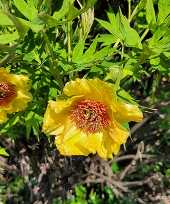 Image of Delavay Peony