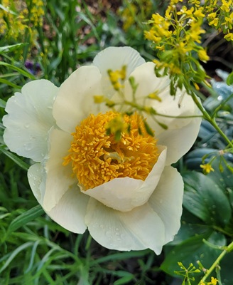 Chinese Peony