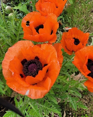 Image of Oriental Poppy