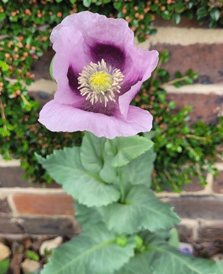 Image of Opium Poppy