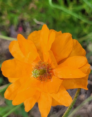 Image of Welsh Poppy
