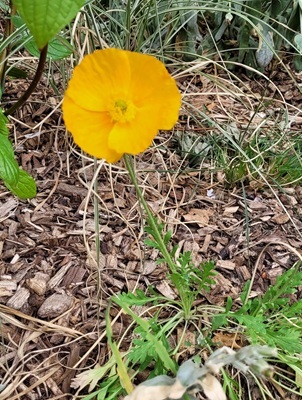 Image of Iceland Poppy