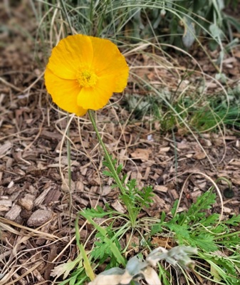 Iceland Poppy