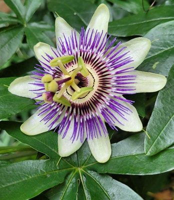 Image of Blue Passionflower