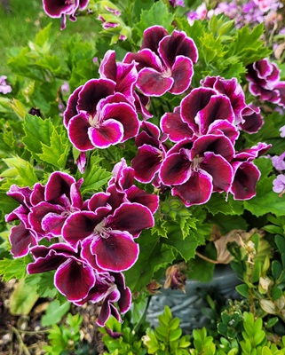 Image of Regal Geranium