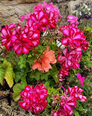 Image of Ivy Geranium