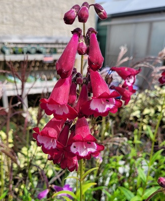 Image of Bellflower Beardtongue