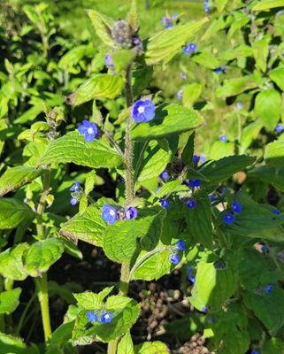 Image of Green Alkanet