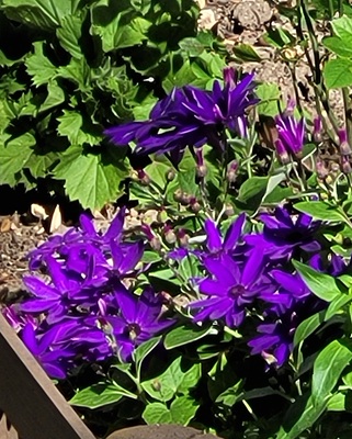 Cineraria