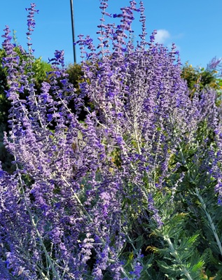 Image of Russian Sage
